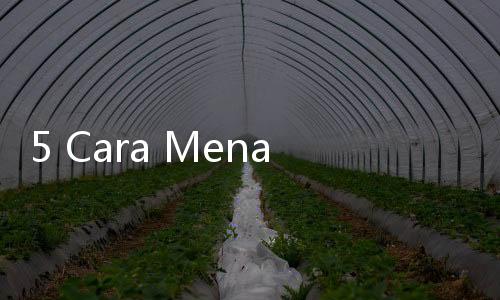 5 Cara Menata Tanaman Gantung di Teras Rumah agar Lebih Berwarna