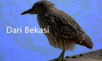 Dari Bekasi ke Tokyo, UMKM Diary Unggul Lewat Strategi Digital
